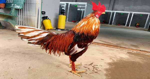 Gà danh thomo – Những chiến kê lừng danh thiên hạ
