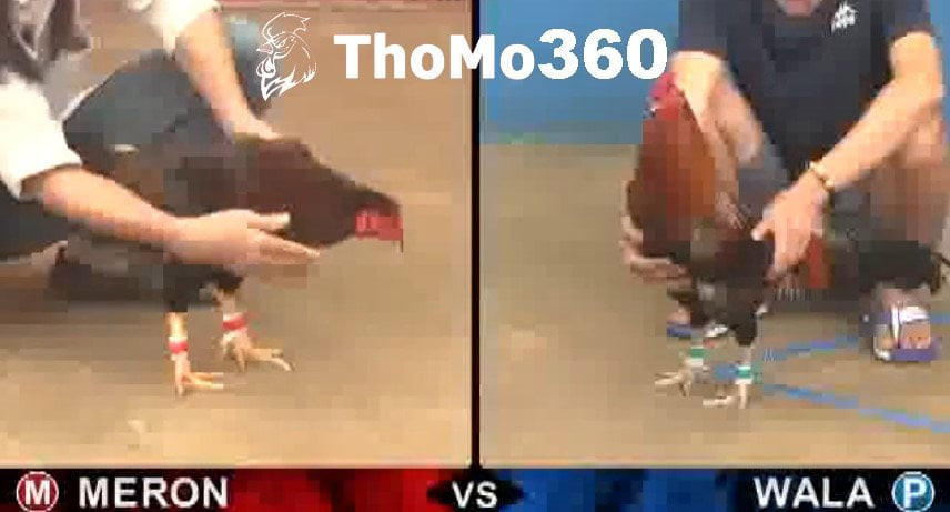 Trực tiếp đá gà Thomo